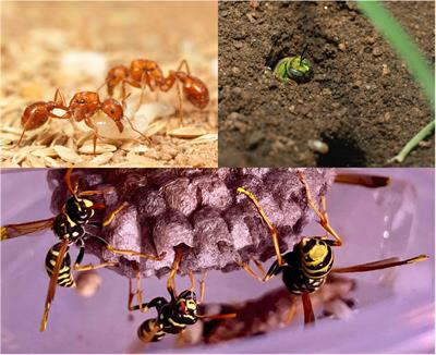 Ecological Drivers of Non-kin Cooperation in the Hymenoptera